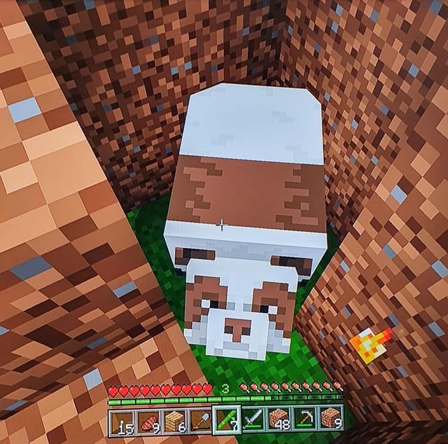 I found my first ever brown panda in my new survival world :D (idk what flair to put here)