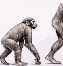 rejecthumanitybecomemonke-monkey.gif