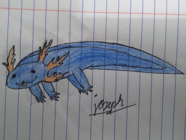 I drew my favourite colour axolotle.