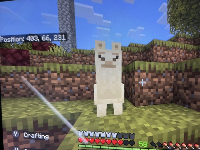 I never realised I needed a baby Llama until now